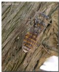 Cicada orni ?